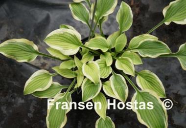 Hosta Lakeside Small Fry