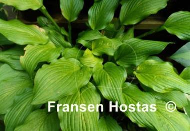 Hosta Lakeside Sparkle Plenty