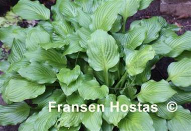 Hosta Lakeside Sparkle Plenty
