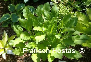 Hosta Lakeside Sparkle Plenty