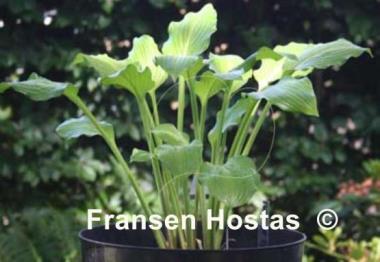 Hosta Lakeside Sparkle Plenty