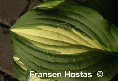 Hosta Lakeside Spellbinder