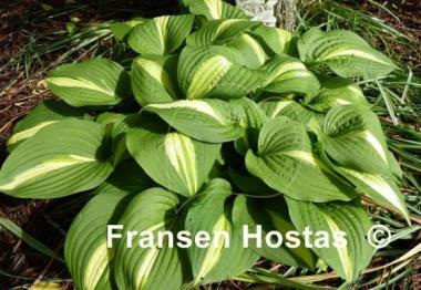 Hosta Lakeside Spellbinder