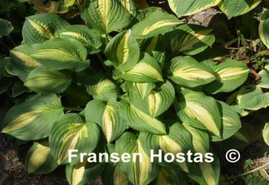 Hosta Lakeside Spellbinder