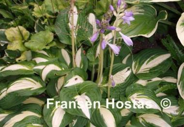 Hosta Lakeside Spellbinder