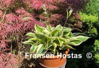 Hosta Lakeside Spruce Goose