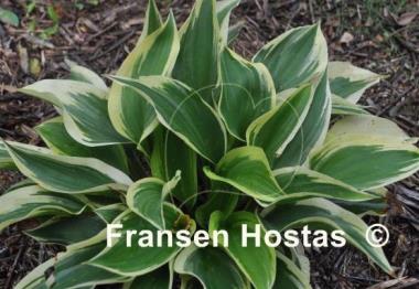 Hosta Lakeside Spruce Goose
