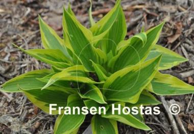Hosta Lakeside Spruce Goose