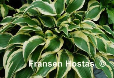 Hosta Lakeside Spruce Goose