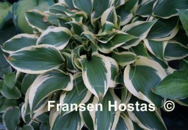 Hosta Lakeside Spruce Goose