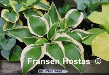 Hosta Lakeside Spruce Goose