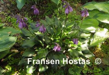Hosta Lakeside Storm Watch
