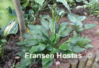 Hosta Lakeside Storm Watch
