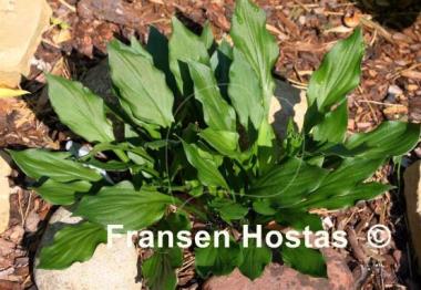 Hosta Lakeside Storm Watch