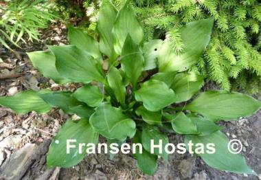 Hosta Lakeside Storm Watch