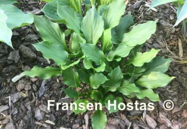 Hosta Lakeside Storm Watch
