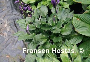 Hosta Lakeside Storm Watch