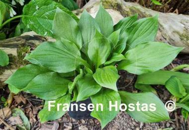 Hosta Lakeside Storm Watch