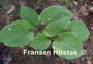 Hosta Lakeside Surf Rider