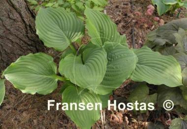 Hosta Lakeside Surf Rider