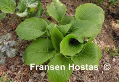 Hosta Lakeside Surf Rider