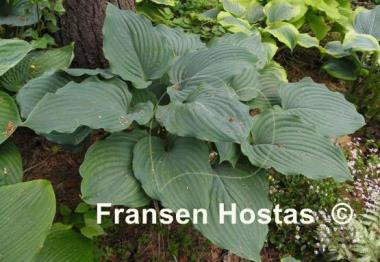 Hosta Lakeside Surf Rider