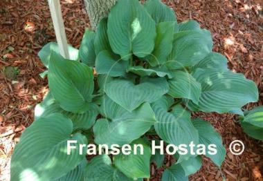 Hosta Lakeside Surf Rider