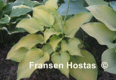 Hosta Lakeside Symphony