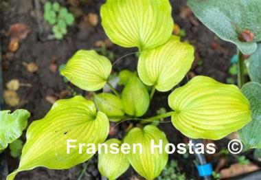 Hosta Lakeside Symphony