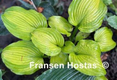 Hosta Lakeside Symphony
