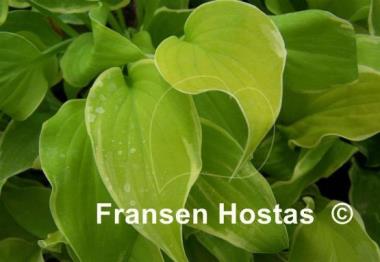 Hosta Lakeside Tee Ki