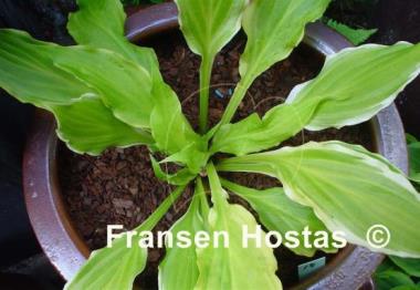 Hosta Lakeside Tee Ki