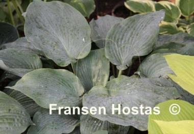 Hosta Lakeside Tycoon