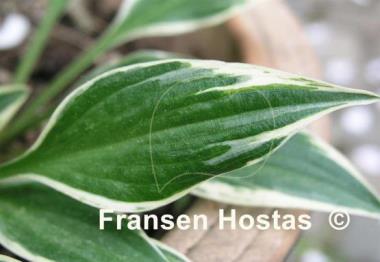 Hosta Lakeside Zinger