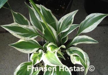 Hosta Lakeside Zinger