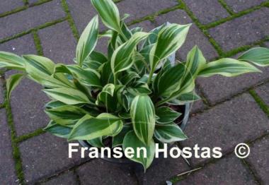 Hosta Lakeside Zinger