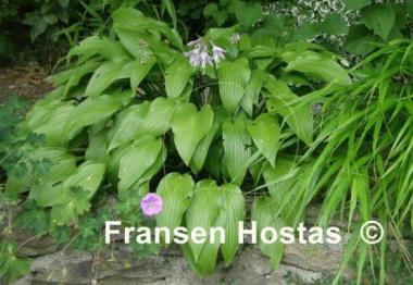 Hosta Lancifolia