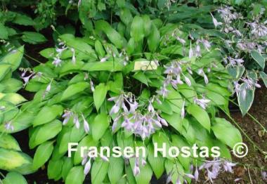 Hosta Lancifolia