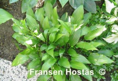 Hosta Lancifolia