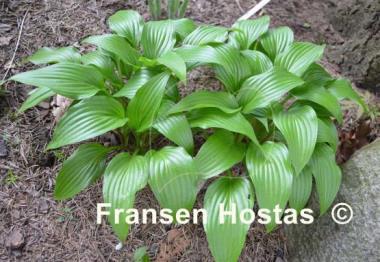 Hosta Lancifolia