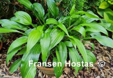 Hosta Lancifolia