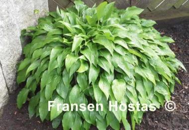 Hosta Lancifolia