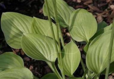 Hosta Landscape One
