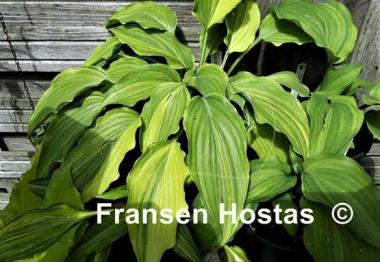 Hosta Laser Game