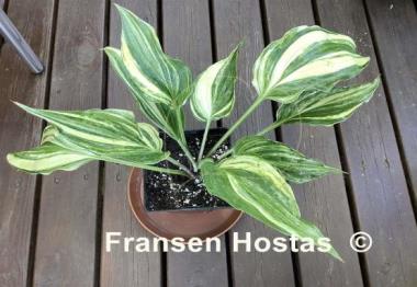 Hosta Laser Game