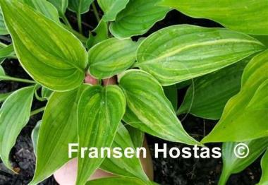 Hosta Laser Game