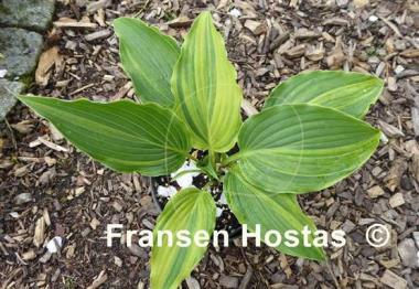 Hosta Laser Game