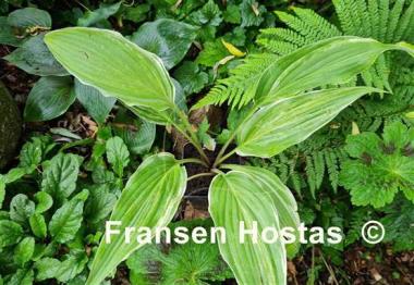 Hosta Laser Game