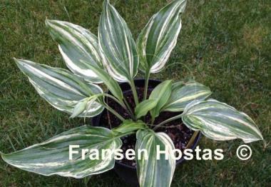 Hosta Laser Game