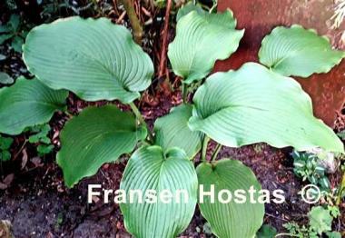 Hosta Last Train Home